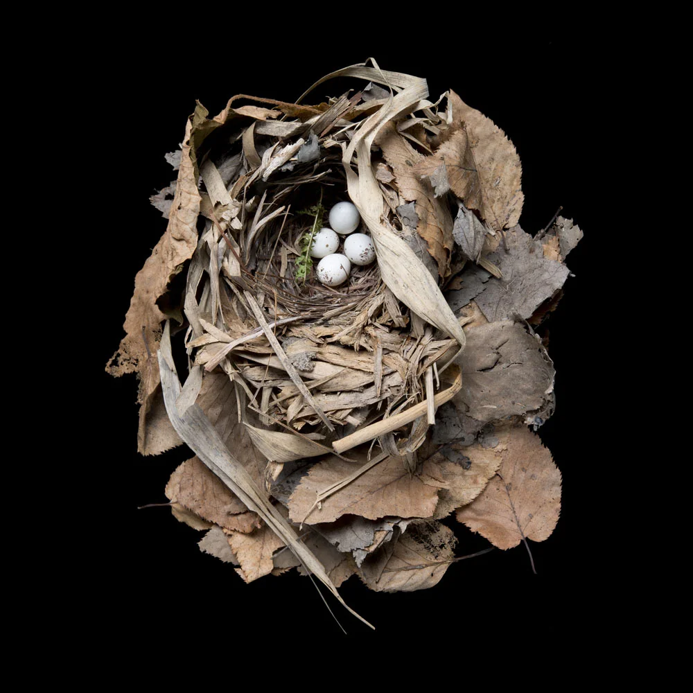 Fine Art — Sharon Beals